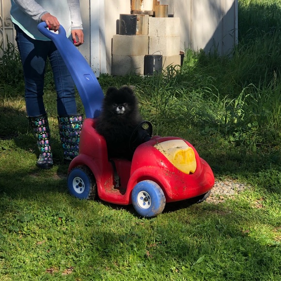 Meet your Posher, Olive - Picture 1 of 1